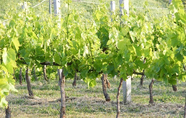 Tenuta Su Vrau