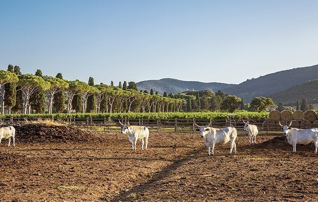 L Andana Tenuta La Badiola L Andana Tenuta La Badiola