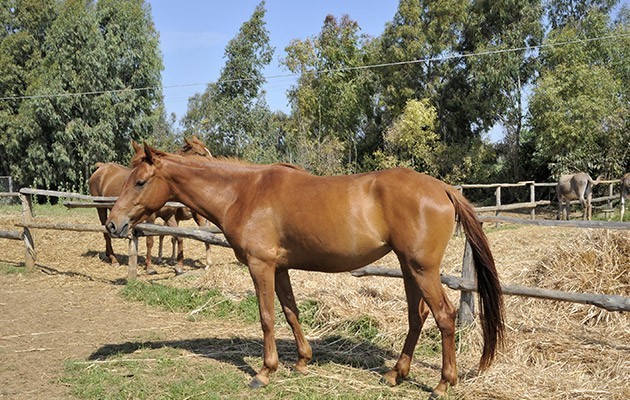 Sa Mandra Sa Mandra